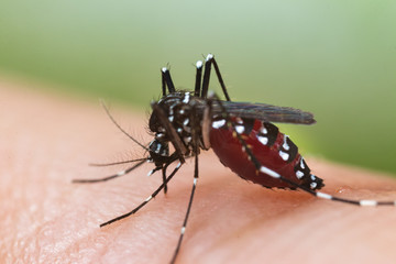 Aedes albopictus Mosquito. Super macro close up a Mosquito sucking human blood,