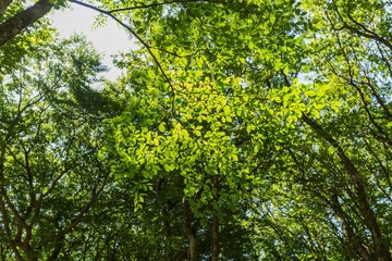 Fototapeta premium Trees in a Forest