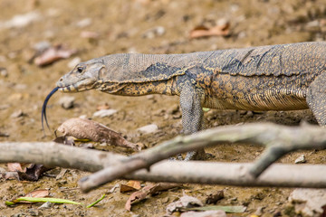 A large lizard in the natural park of Sepilok. Malaysia