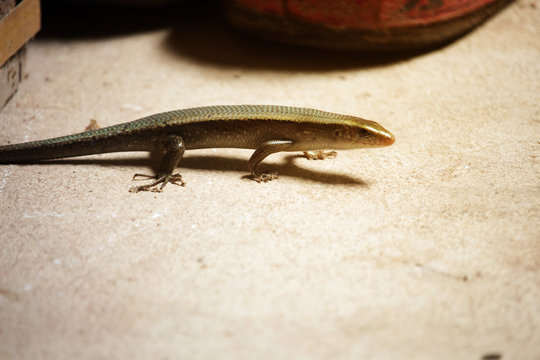 East Indian brown mabuya or Eutropis multifasciata is walking on the ground