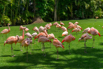 A flock of pink flamingos grazing on a green meadow beside the pond, Loro parque, Tenerife