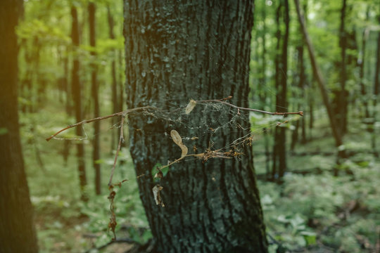 The web of a spider.The close-up of the web of a spider outdoors in the forest at the morning sunrise.