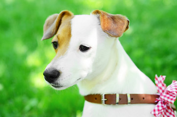dog jack russel in nature in summer