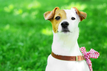 dog jack russel in nature in summer