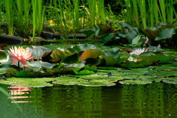 Pink water lily or lotus flower Perry Orange Sunset in pond against blurred background shore and green leaves Rogoz. Lotus flower Perry Orange Sunset is towering over leaves. Place for text.
