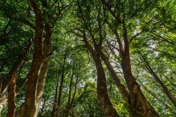 Fototapeta premium Trees in a Forest