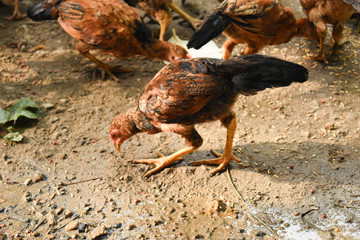 A small brown chicken feeding on ground
