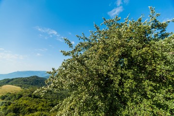 A Tree with Mountains on Background