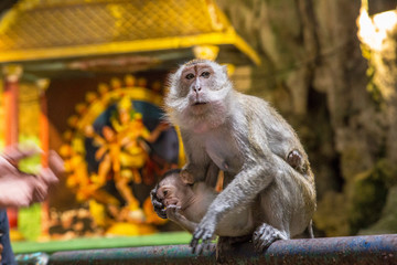 A monkey and his son eating food from tourists in batu caves temple and looking at camera