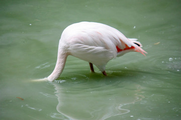 Fototapeta premium Close up of a pink flamingo bird on dark green background