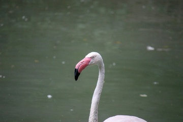 Close up of a pink flamingo bird on dark green background