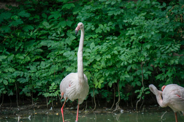 Close up of a pink flamingo bird on dark green background