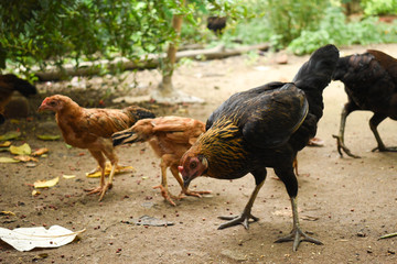 A black free range chicken with some small brown chicks feeding