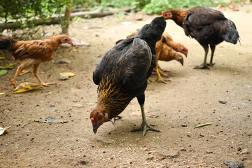 A black free range chicken with some small brown chicks feeding