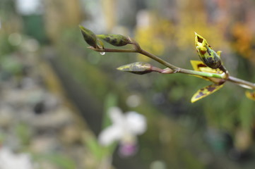 Flores no jardim