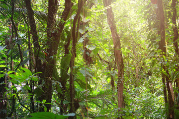 Tropical rainforest background