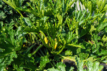 Zucchinipflanze mit Blüten