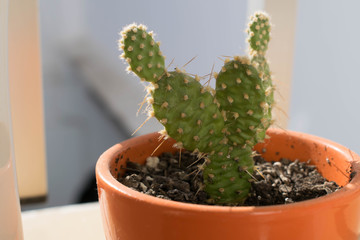 Mini cactus, en el sol, tierra y pinchos