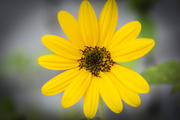 Yellow Summer