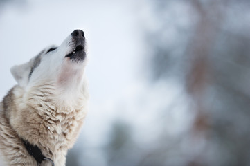 Portrait of a wolfdog howling. Focus on nose tip.