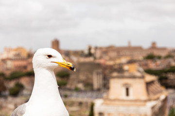 white seagull in front of buildings in rome, italy