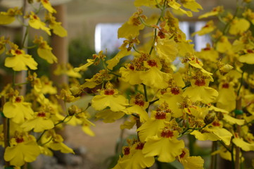 Flores no jardim