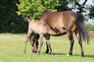 Naklejka na ściany i meble brown horse standing on pasture and suckles foal