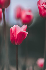 incredibly beautiful tulips. field of tulips. Beautiful spring flowers. March 8, mother's day. Celebration . Blooming garden