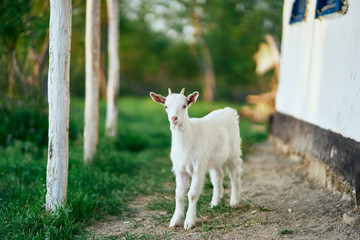 goat in farm