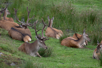 Naklejka na ściany i meble Red deer, Cervus elaphus, hinds and stags resting/laying on the grass moorland during July in summer in Scotland.