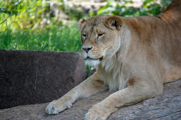 Naklejka na ściany i meble Portrait of a lioness resting in a relaxing pose on a sunny day