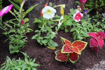 ガーデニング　小さな花壇