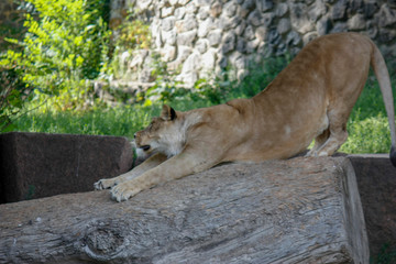 Naklejka na ściany i meble Portrait of a lioness resting in a relaxing pose on a sunny day