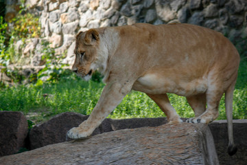 Portrait of a lioness resting in a relaxing pose on a sunny day