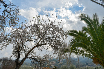 White flowers on a mountain background