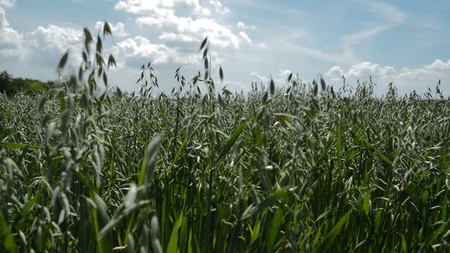 Green oat field on summer day, livestock feed, food for healthy eating, such as oat flakes, sticks and mash. Agricultural concept