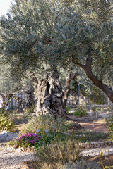 Gethsemane olive trees on the Mount of Olives in Jerusalem