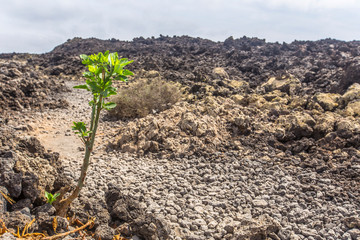 A flower on the ash road of the white mountain trekking in Lanzarote