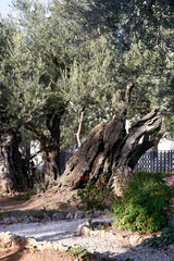Gethsemane olive trees on the Mount of Olives in Jerusalem