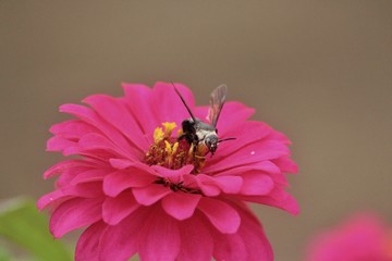 a bee perched on a pink flower