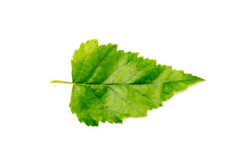 Birch tree leaf isolated on white background.