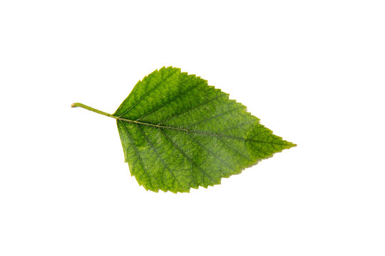 Birch tree leaf isolated on white background.