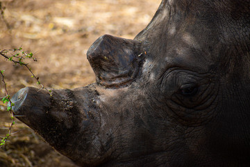Fototapeta premium detail of rhino