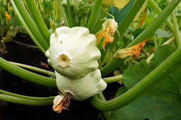 Ripe fruits and flowers of squash in the garden