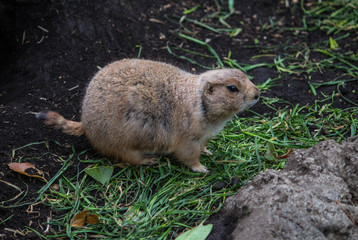 prairie dog