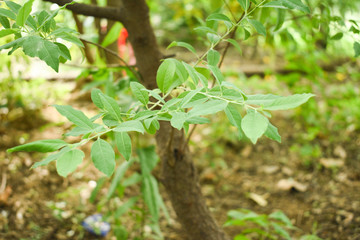 Indian Sandalwood - Santalum album Leaves Closeup with Blurry background
