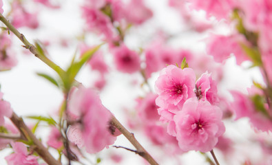 Obraz premium Pink Cherry blossom