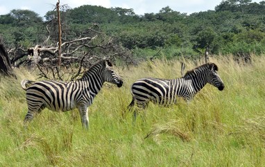 burchell's zebra in zimbabwe_ africa