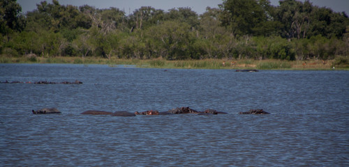 Fototapeta premium Nilpferd
