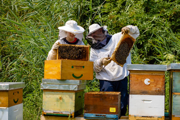 Beekeepers, man and woman are checking honeycombs